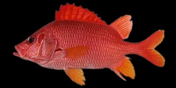 尖吻棘鳞鱼(Sargocentron spiniferum)图片