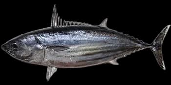 鲣鱼(Katsuwonus pelamis)图片