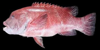 金黄突额隆头鱼(Semicossyphus reticulatus)图片