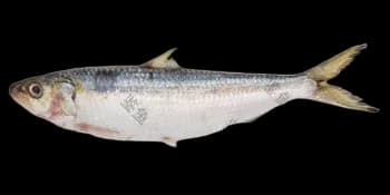 金色小沙丁鱼(Sardinella aurita)图片