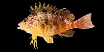 金䱵(Cirrhitichthys aureus)图片