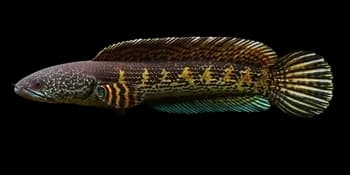 橘斑鳢(Channa aurantimaculata)图片