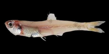 康氏侧带小公鱼(Stolephorus commersonnii)图片