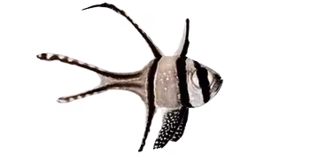 考氏鳍天竺鲷(Pterapogon kauderni)图片