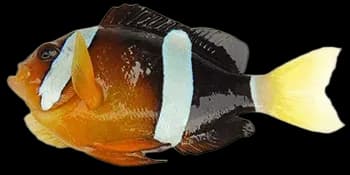 克氏双锯鱼(Amphiprion clarkii)图片