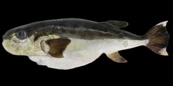 克氏兔头鲀(Lagocephalus gloveri)图片