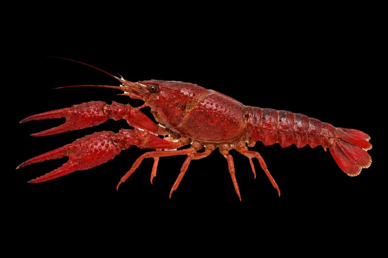 克氏原螯虾(Procambarus clarkii)图片