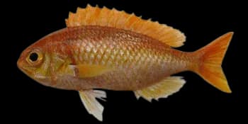 宽带副眶棘鲈(Parascolopsis eriomma)图片