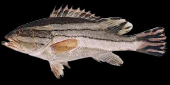 宽带石斑鱼(Epinephelus latifasciatus)图片