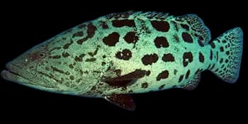 蓝身大石斑鱼(Epinephelus tukula)图片