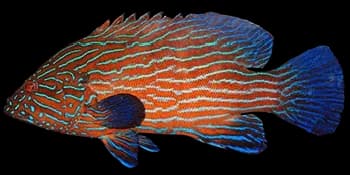 蓝线九棘鲈(Cephalopholis formosa)图片