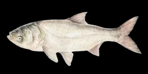 鲢鱼(Hypophthalmichthys molitrix)图片