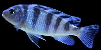 隆氏拟丽鱼(Maylandia lombardoi)图片