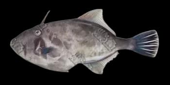绿鳍马面鲀(Thamnaconus septentrionalis)图片