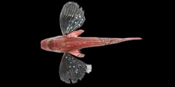 绿鳍鱼(Chelidonichthys kumu)图片