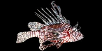 魔鬼蓑鲉(Pterois volitans)图片