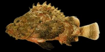 魔拟鲉(Scorpaenopsis neglecta)图片