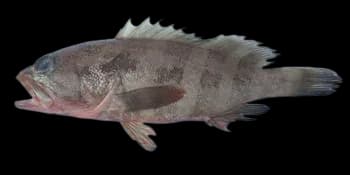 南海石斑鱼(Epinephelus stictus)图片