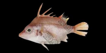 拟三刺鲀(Triacanthodes anomalus)图片