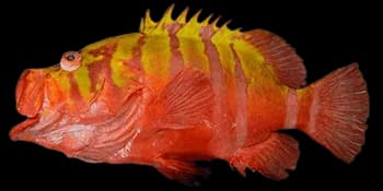 七带九棘鲈(Cephalopholis igarashiensis)图片