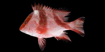 千年笛鲷(Lutjanus sebae)图片