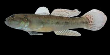 青斑细棘虾虎鱼(Acentrogobius viridipunctatus)图片