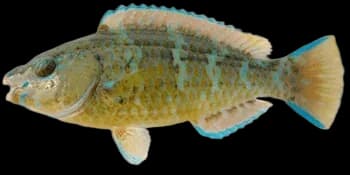 青点鹦嘴鱼(Scarus ghobban)图片