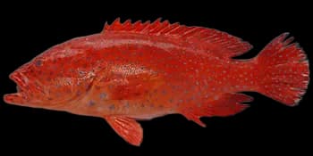 青星九棘鲈(Cephalopholis miniata)图片