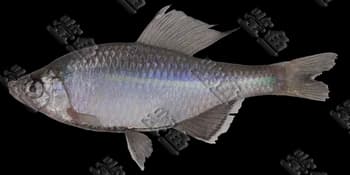 缺须鱊(Acheilognathus imberbis)图片