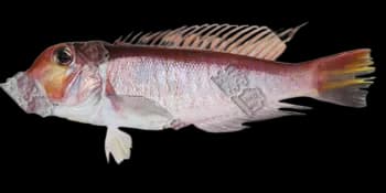 日本方头鱼(Branchiostegus japonicus)图片