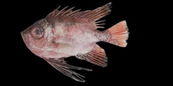 日本牛目鲷(Cookeolus japonicus)图片
