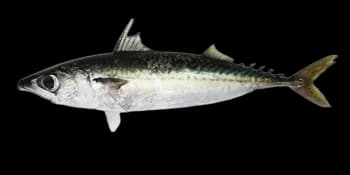 日本鲭(Scomber japonicus)图片