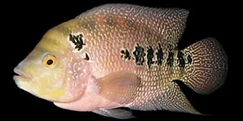 三斑丽体鱼(Cichlasoma trimaculatum)图片