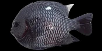 三斑宅泥鱼(Dascyllus trimaculatus)图片