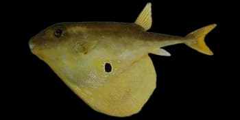 三齿鲀(Triodon macropterus)图片