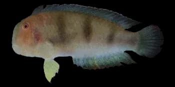 三带项鳍鱼(Iniistius trivittatus)图片