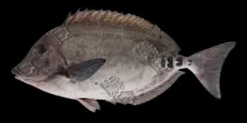 三棘多板盾尾鱼(Prionurus scalprum)图片