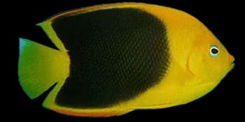 三色刺蝶鱼(Holacanthus tricolor)图片