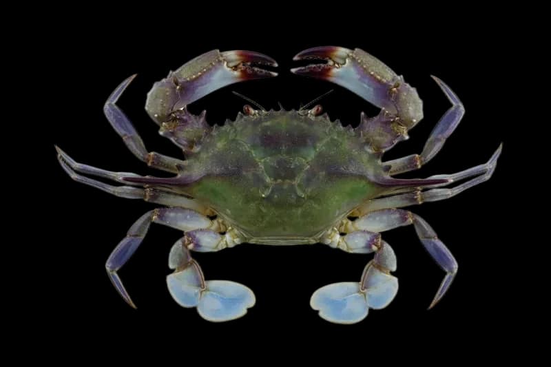 三疣梭子蟹(Portunus trituberculatus)图片