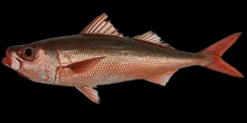 史氏红谐鱼(Erythrocles schlegelii)图片