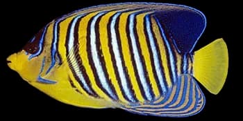 双棘甲尻鱼(Pygoplites diacanthus)图片