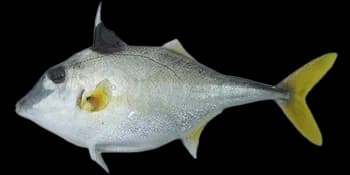 双棘三刺鲀(Triacanthus biaculeatus)图片