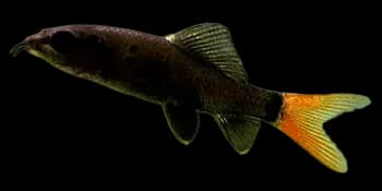 双色角鱼(Epalzeorhynchos bicolor)图片