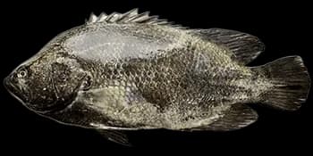 松鲷(Lobotes surinamensis)图片