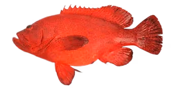 索氏九棘鲈(Cephalopholis sonnerati)图片