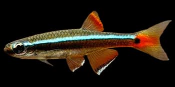 唐鱼(Tanichthys albonubes)图片