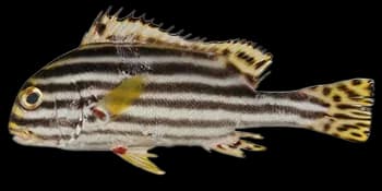 条纹胡椒鲷(Plectorhinchus lineatus)图片
