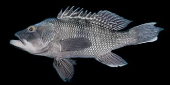 条纹锯鮨(Centropristis striata)图片
