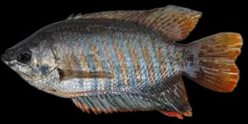 条纹毛足鲈(Trichogaster fasciata)图片