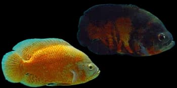 图丽鱼(Astronotus ocellatus)图片